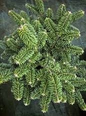 Abies balsamea ´Nana´ Abies balsamea ´Nana´
