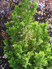 Chamaecyparis obtusa ´Draht´