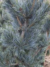 Pinus parviflora´Glauca´