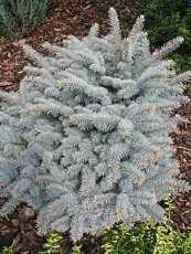 Picea pungens ´Globosa Glauca´