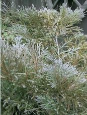 Juniperus horizontalis´Andorra compact´