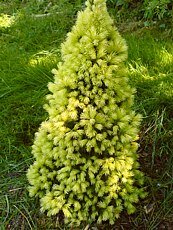 Picea glauca´Maygold´