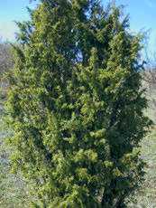 Juniperus communis