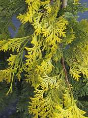 Chamaecyparis obtusa´Crippsii´