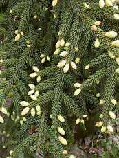 Picea orientalis ´Aureospicata´