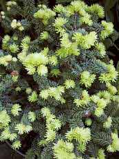 Abies balsamea ´Piccolo´ Abies balsamea ´Piccolo´