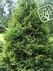 Thuja occidentalis´ Stolwijk´