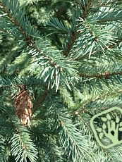 Pseudotsuga menziesii ´Glauca´ 