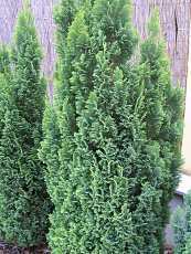 Chamaecyparis lawsoniana´Ellwoodii´