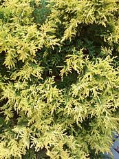 Chamaecyparis pisifera 'Plumosa Aurea Compacta´