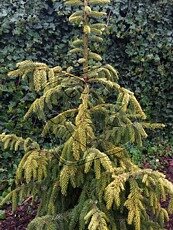 Picea omorica´Aurea´