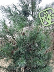 Pinus monticola ´Ammerland´ 