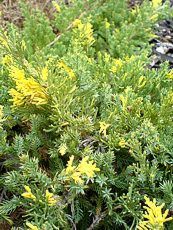 Juniperus chinensis´Aureospicta´