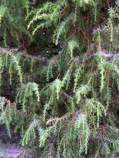 Juniperus communis´Pendula´