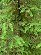 Taxodium distichum