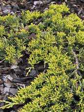 Juniperus horizontalis´Golden Carpet´