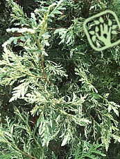 Thuja occidentalis´Litomyšl´