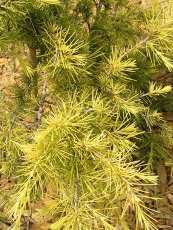 Cedrus deodara´Aurea´