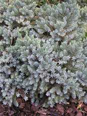 Juniperus squamata´Blue Star´