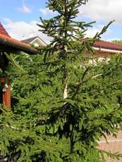 Picea orientalis 