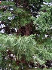 Sequoiadendron giganteum 