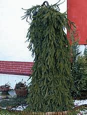 Picea abies´Inversa´