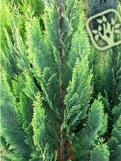 Chamaecyparis lawsoniana ‘Alumii Gold’