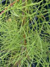 Taxodium distichum´Nutans´