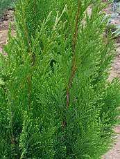 Chamaecyparis lawsoniana´Erecta Viridis´