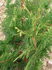 Thuja occidentalis´Spiralis´