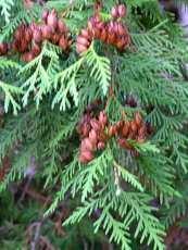 Thuja occidentalis 