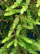 Taxodium distichum´Schloss Herten´