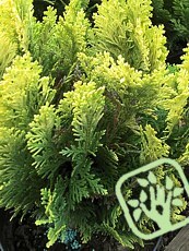 Chamaecyparis lawsoniana ´Minima Aurea´