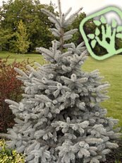 Picea pungens ´Hoopsii´