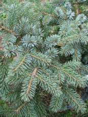 Picea mariorika ´Machala´