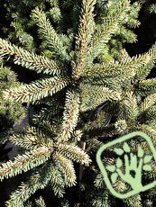 Picea mariana ´Aurea´