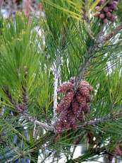 Pinus densiflora ´Umbraculifera´