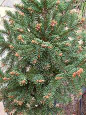 Picea abies ´Barryi´