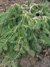 Picea abies´Formánek´