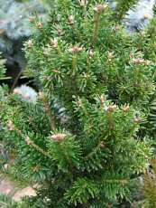 Abies koreana´Fastigiata´