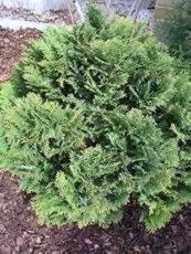 Chamaecyparis lawsoniana ´Minima Glauca´