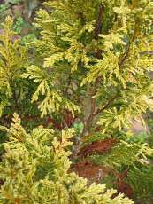 Chamaecyparis pisifera 'Plumosa Aurea´