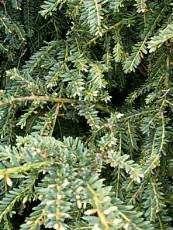 Taxus baccata´Adpressa´