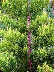 Sequoiadendron giganteum´Aureum´ 