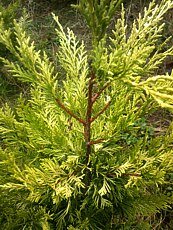 Cupressocyparis leylandii ´Golden Rider´