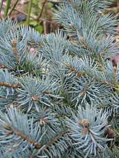 Picea pungens ´Glauca Procumbens´