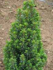 Picea glauca ´Picolo´