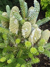 Abies koreana´Silberlocke´