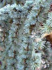 Cedrus atlantica ´Glauca Pendula´