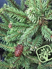 Picea abies ´Acrocona Nana´